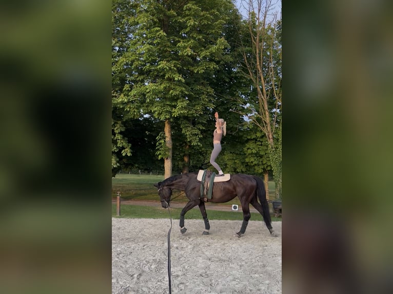 Oldenburger Stute 14 Jahre 178 cm Rappe in Kalletal