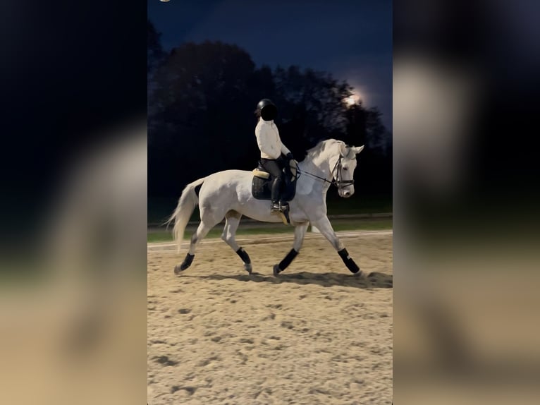 Oldenburger Mix Stute 14 Jahre 179 cm Schimmel in Wien, Leopoldstadt