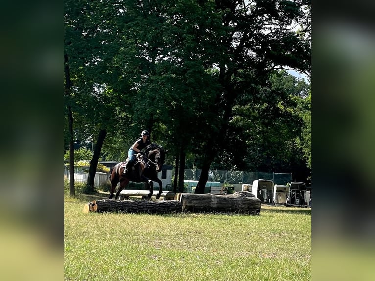 Oldenburger Stute 14 Jahre 180 cm Schwarzbrauner in Leverkusen