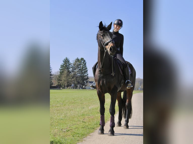Oldenburger Stute 14 Jahre 180 cm Schwarzbrauner in Leverkusen