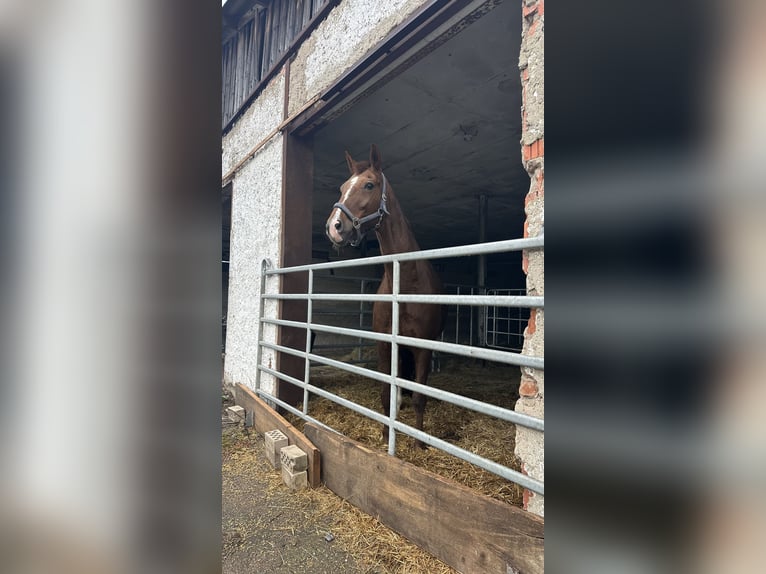 Oldenburger Stute 14 Jahre Fuchs in Nordhausen
