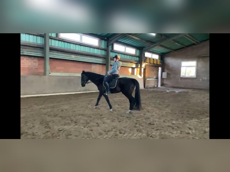 Oldenburger Stute 15 Jahre 150 cm Rappe in Werlte