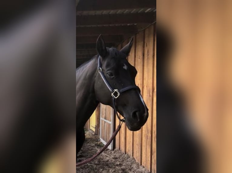 Oldenburger Stute 15 Jahre 150 cm Rappe in Werlte