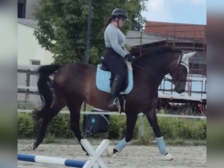 Oldenburger Stute 15 Jahre 155 cm Dunkelbrauner in Melle