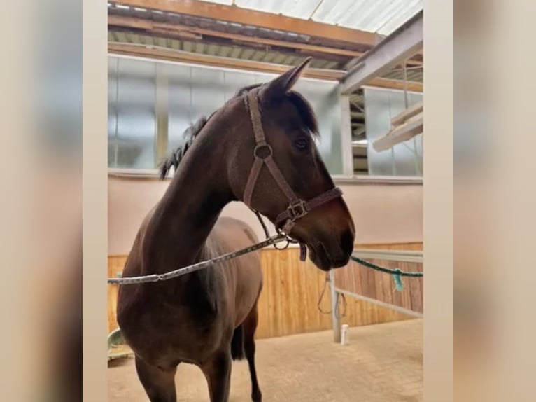 Oldenburger Stute 15 Jahre 155 cm Dunkelbrauner in Melle