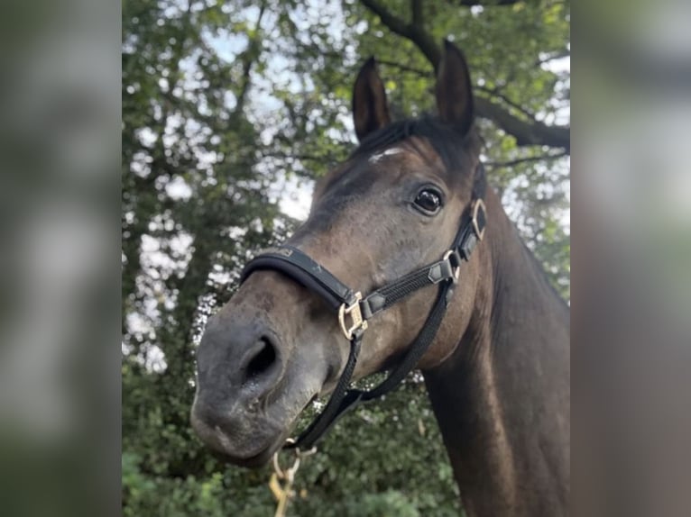 Oldenburger Stute 15 Jahre 155 cm Dunkelbrauner in Melle
