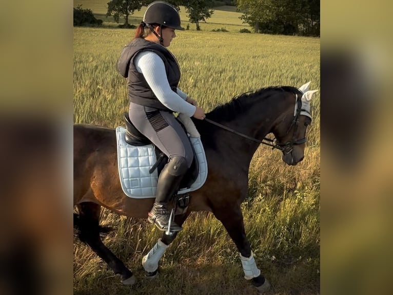 Oldenburger Stute 15 Jahre 155 cm Dunkelbrauner in Melle