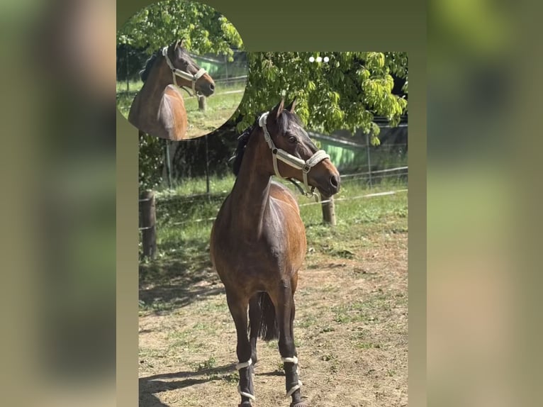 Oldenburger Stute 15 Jahre 155 cm Dunkelbrauner in Melle