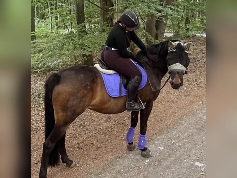 Oldenburger Stute 15 Jahre 155 cm Dunkelbrauner in Melle