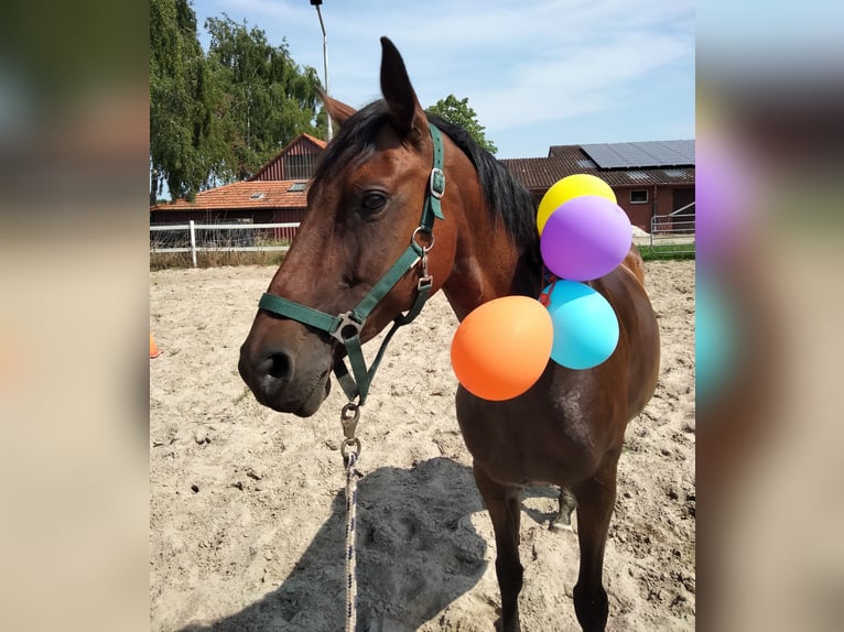 Oldenburger Stute 15 Jahre 158 cm  in Emlichheim