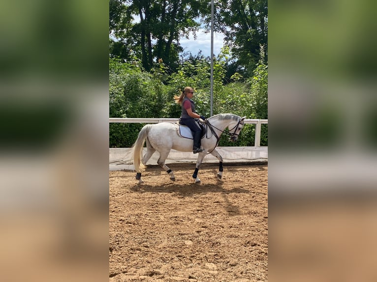Oldenburger Stute 15 Jahre 160 cm Schimmel in Garching bei München