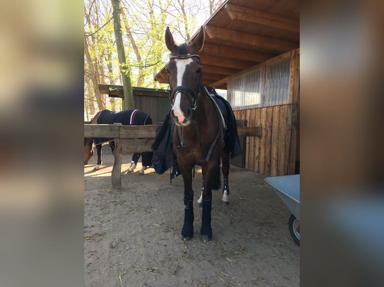 Oldenburger Stute 15 Jahre 162 cm Dunkelfuchs in Hamdorf