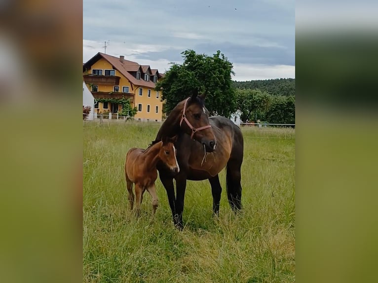 Oldenburger Stute 15 Jahre 163 cm Dunkelbrauner in Stulln