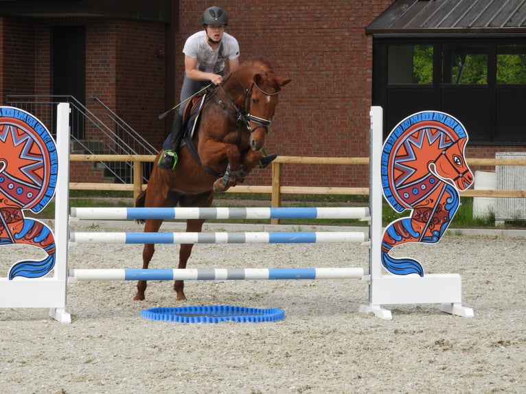 Oldenburger Stute 15 Jahre 163 cm Fuchs in Bramsche