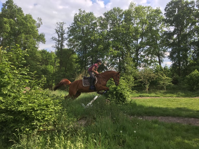 Oldenburger Stute 15 Jahre 163 cm Fuchs in Bramsche