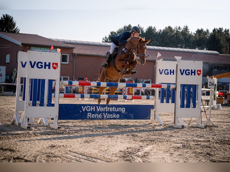 Oldenburger Stute 15 Jahre 163 cm Fuchs in Bramsche