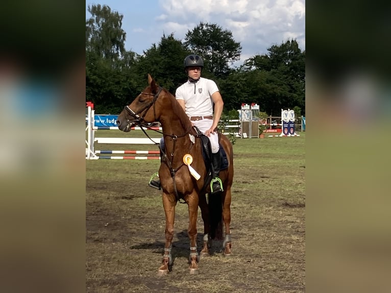 Oldenburger Stute 15 Jahre 163 cm Fuchs in Bramsche