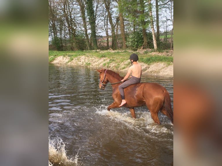 Oldenburger Stute 15 Jahre 163 cm Fuchs in Bramsche