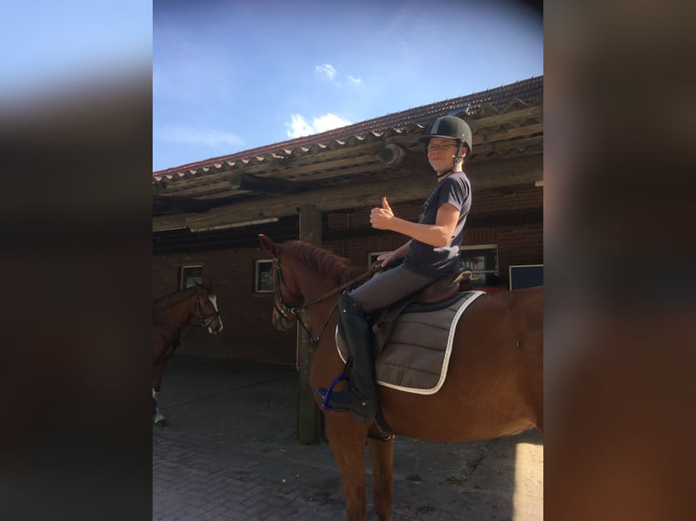 Oldenburger Stute 15 Jahre 163 cm Fuchs in Bramsche