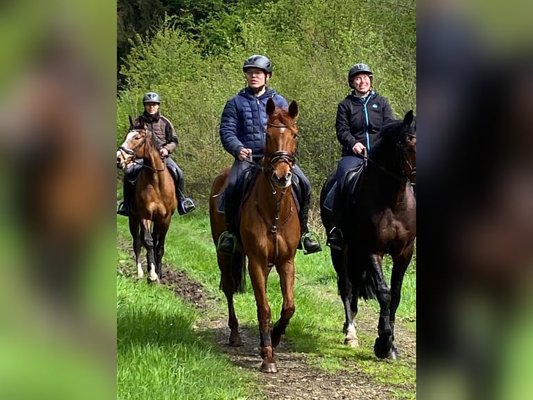 Oldenburger Stute 15 Jahre 163 cm Fuchs in Bramsche
