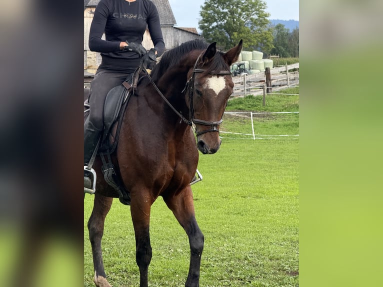 Oldenburger Stute 15 Jahre 164 cm Brauner in Sankt Peter am Kammersberg