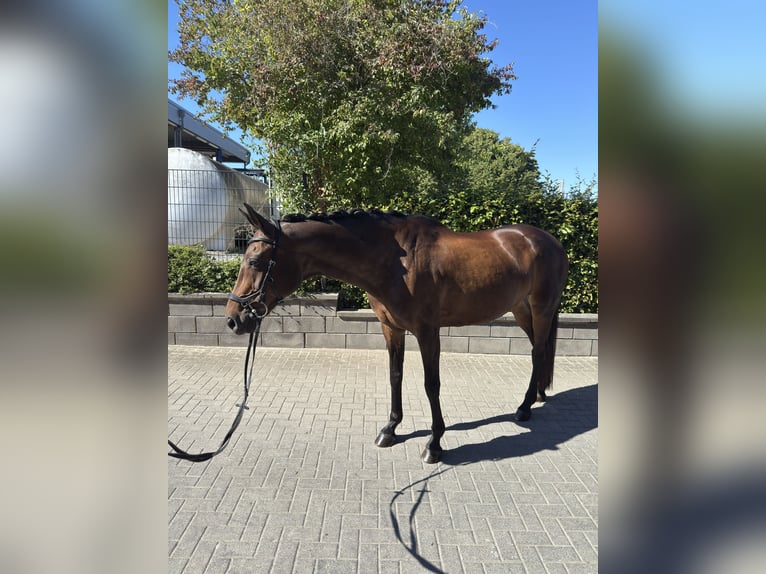 Oldenburger Stute 15 Jahre 164 cm Schwarzbrauner in Aachen