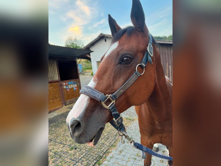 Oldenburger Stute 15 Jahre 165 cm Brauner in Sissach