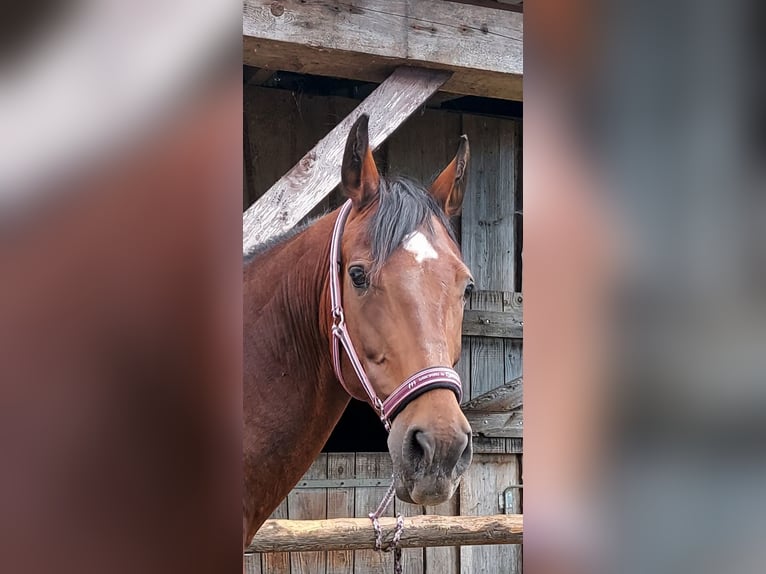 Oldenburger Stute 15 Jahre 165 cm Brauner in Warin