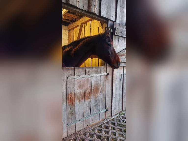 Oldenburger Stute 15 Jahre 165 cm Brauner in Warin