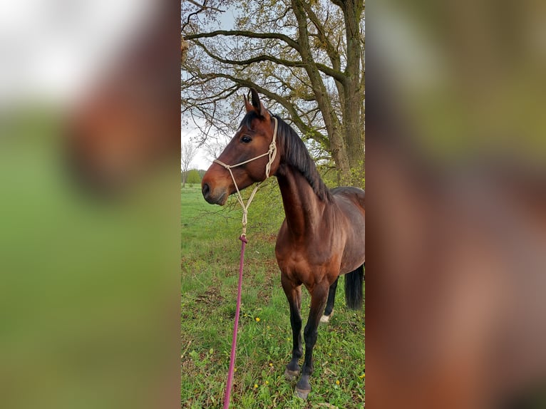 Oldenburger Stute 15 Jahre 165 cm Brauner in Warin