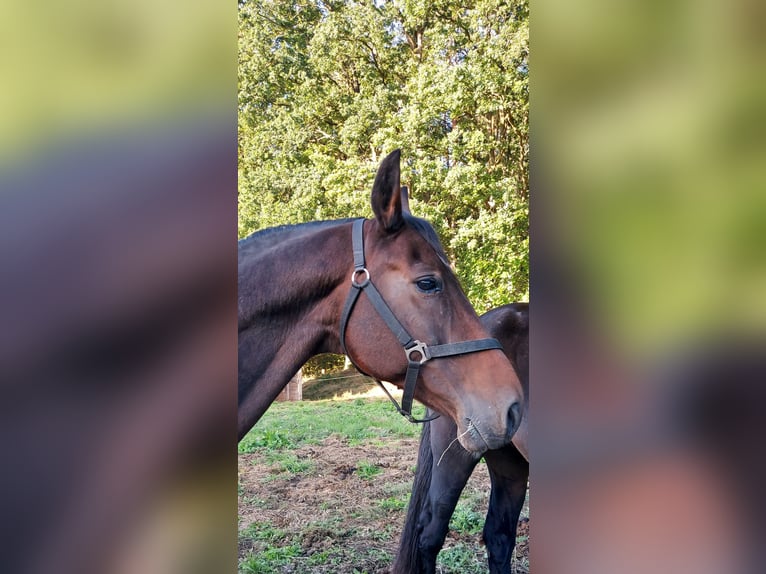 Oldenburger Stute 15 Jahre 165 cm Brauner in Warin