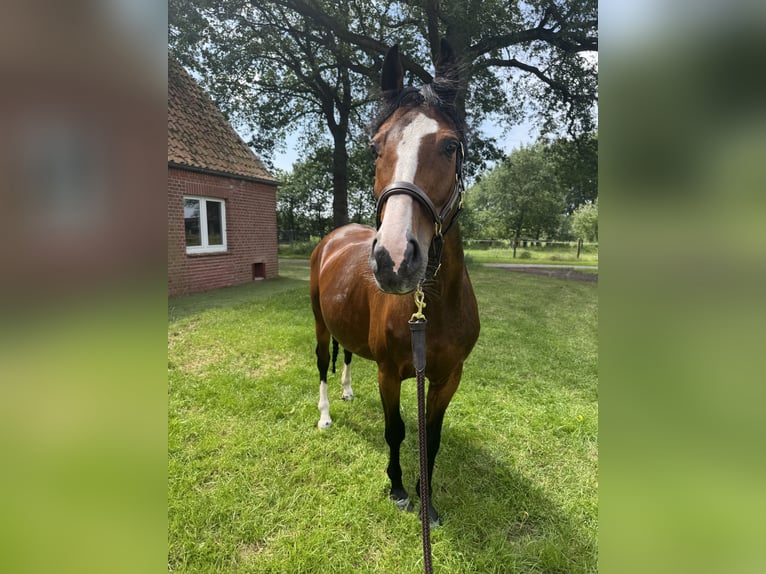 Oldenburger Stute 15 Jahre 166 cm Brauner in Lingen