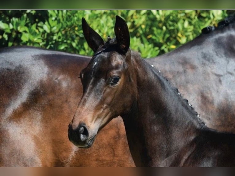 Oldenburger Stute 15 Jahre 166 cm Schwarzbrauner in Großefehn Bagband