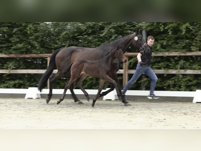 Oldenburger Stute 15 Jahre 166 cm Schwarzbrauner in Gro&#xDF;efehn Bagband