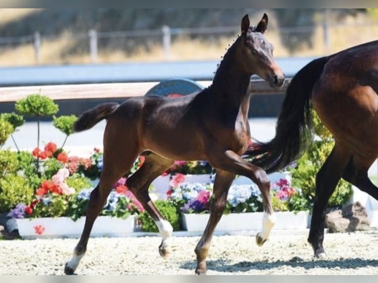 Oldenburger Stute 15 Jahre 166 cm Schwarzbrauner in Großefehn Bagband