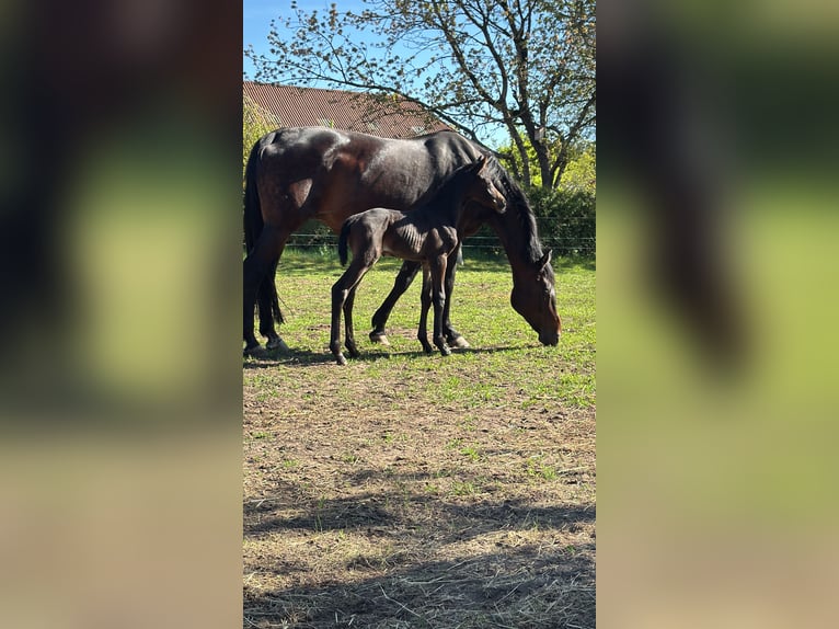 Oldenburger Stute 15 Jahre 166 cm Schwarzbrauner in Großefehn Bagband