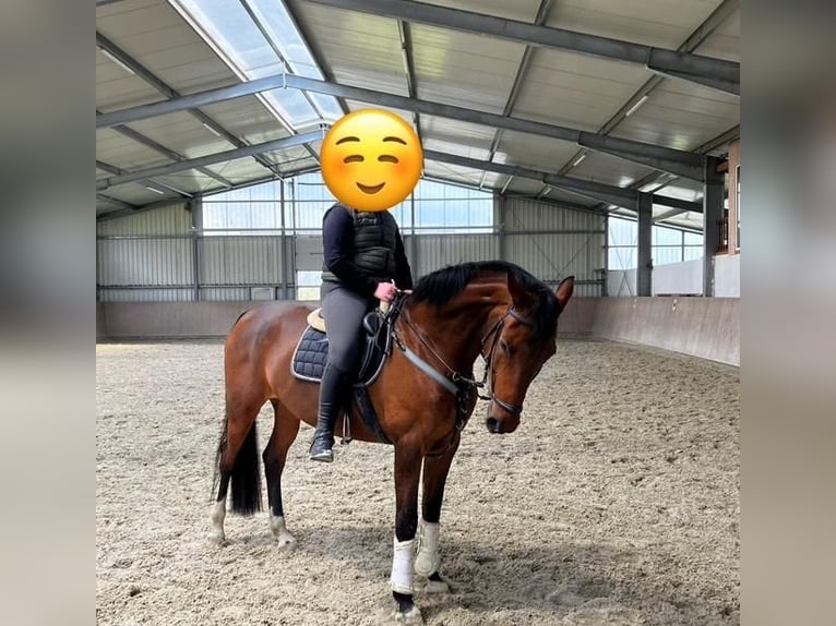 Oldenburger Stute 15 Jahre 168 cm Brauner in Vrees Oldenburger Stute 15 Jahre 168 cm Brauner in Vrees