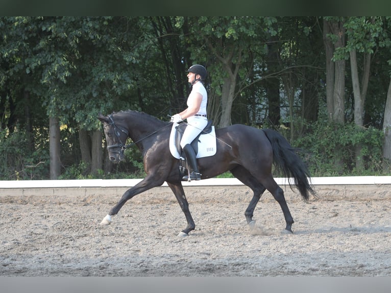 Oldenburger Stute 15 Jahre 168 cm Rappe in Hanstedt