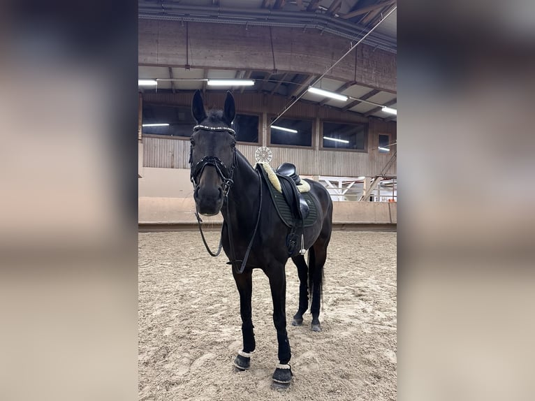 Oldenburger Stute 15 Jahre 169 cm Dunkelbrauner in Schömberg