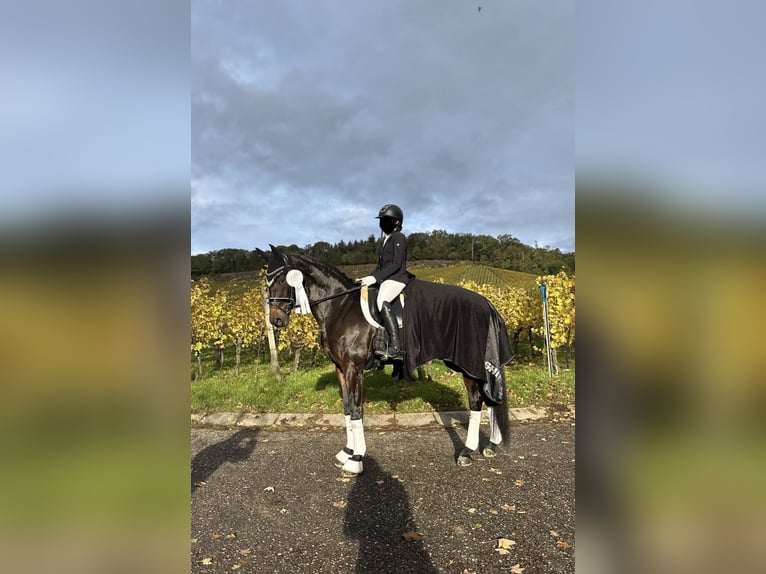 Oldenburger Stute 15 Jahre 169 cm Dunkelbrauner in Schömberg