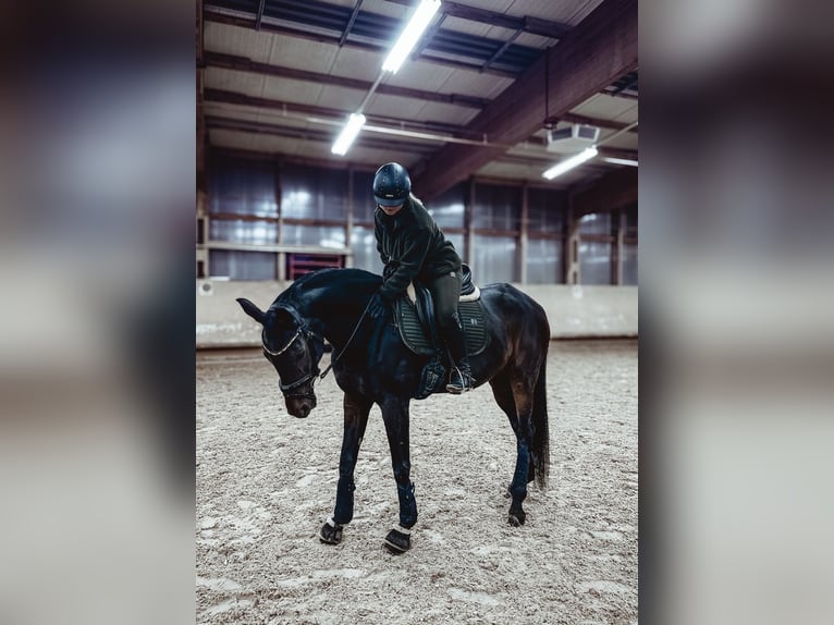 Oldenburger Stute 15 Jahre 169 cm Dunkelbrauner in Schömberg