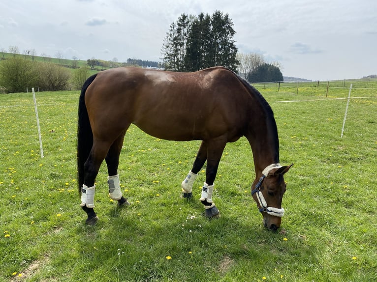 Oldenburger Stute 15 Jahre 170 cm Brauner in Tawern