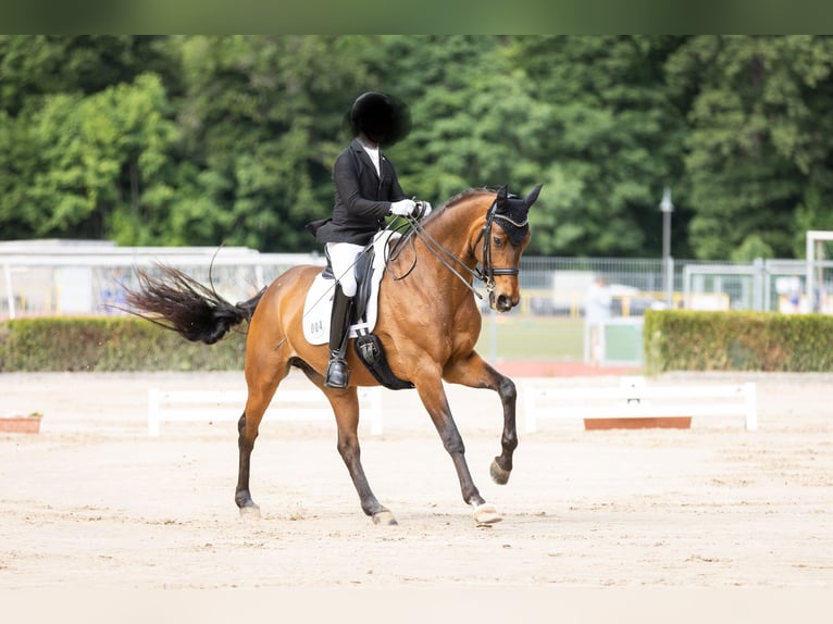 Oldenburger Stute 15 Jahre 170 cm Brauner in Tawern