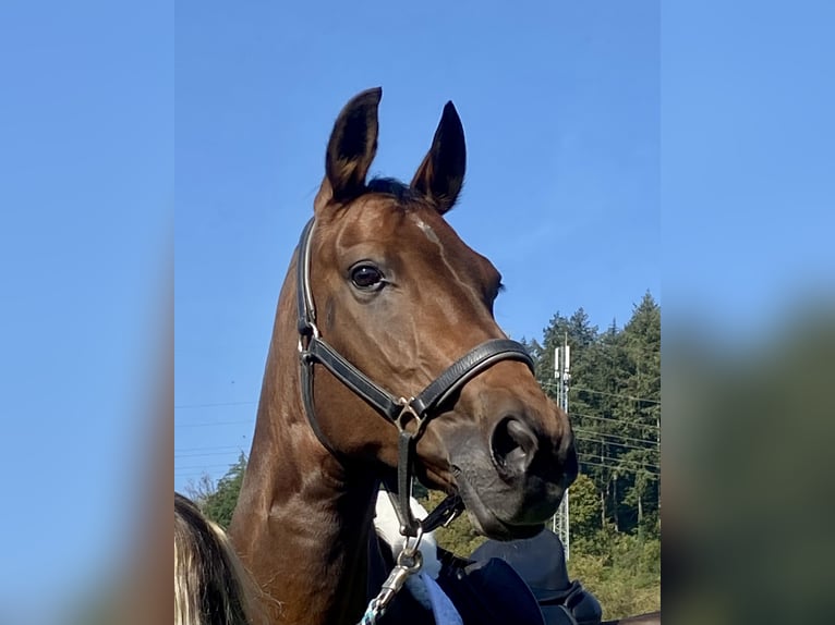 Oldenburger Stute 15 Jahre 170 cm Brauner in Tawern