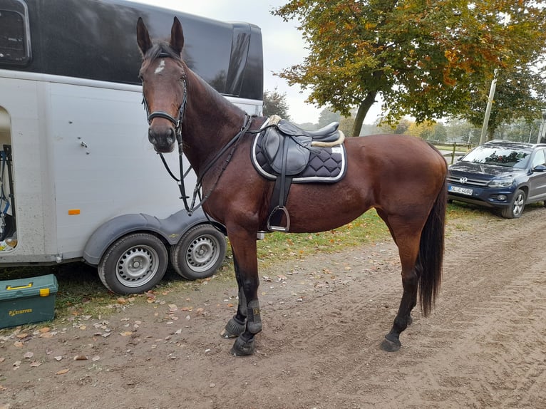 Oldenburger Stute 15 Jahre 172 cm Brauner in Garrel