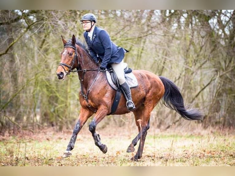 Oldenburger Stute 15 Jahre 172 cm Brauner in Garrel