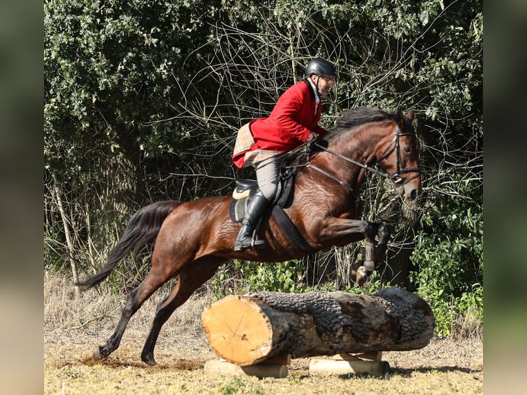 Oldenburger Stute 15 Jahre 172 cm Brauner in Garrel