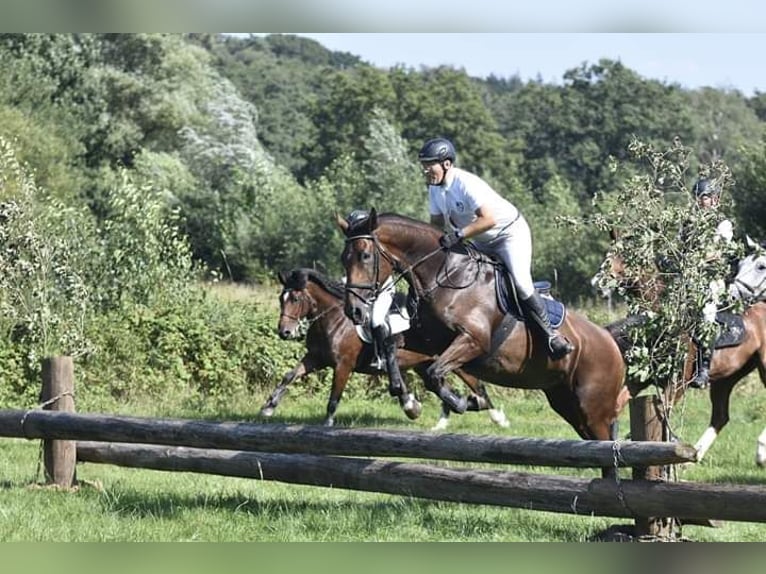 Oldenburger Stute 15 Jahre 172 cm Brauner in Garrel