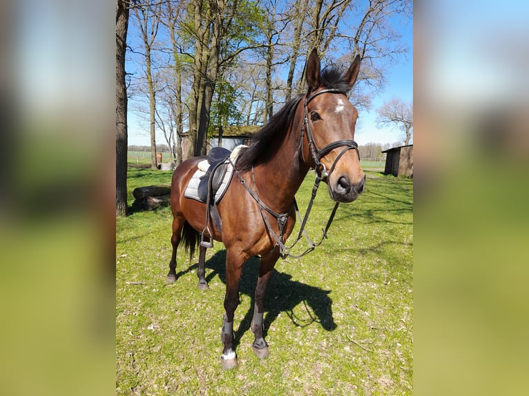 Oldenburger Stute 15 Jahre 172 cm Brauner in Garrel
