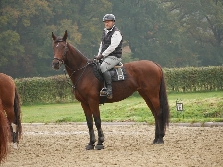 Oldenburger Stute 15 Jahre 172 cm Brauner in Garrel